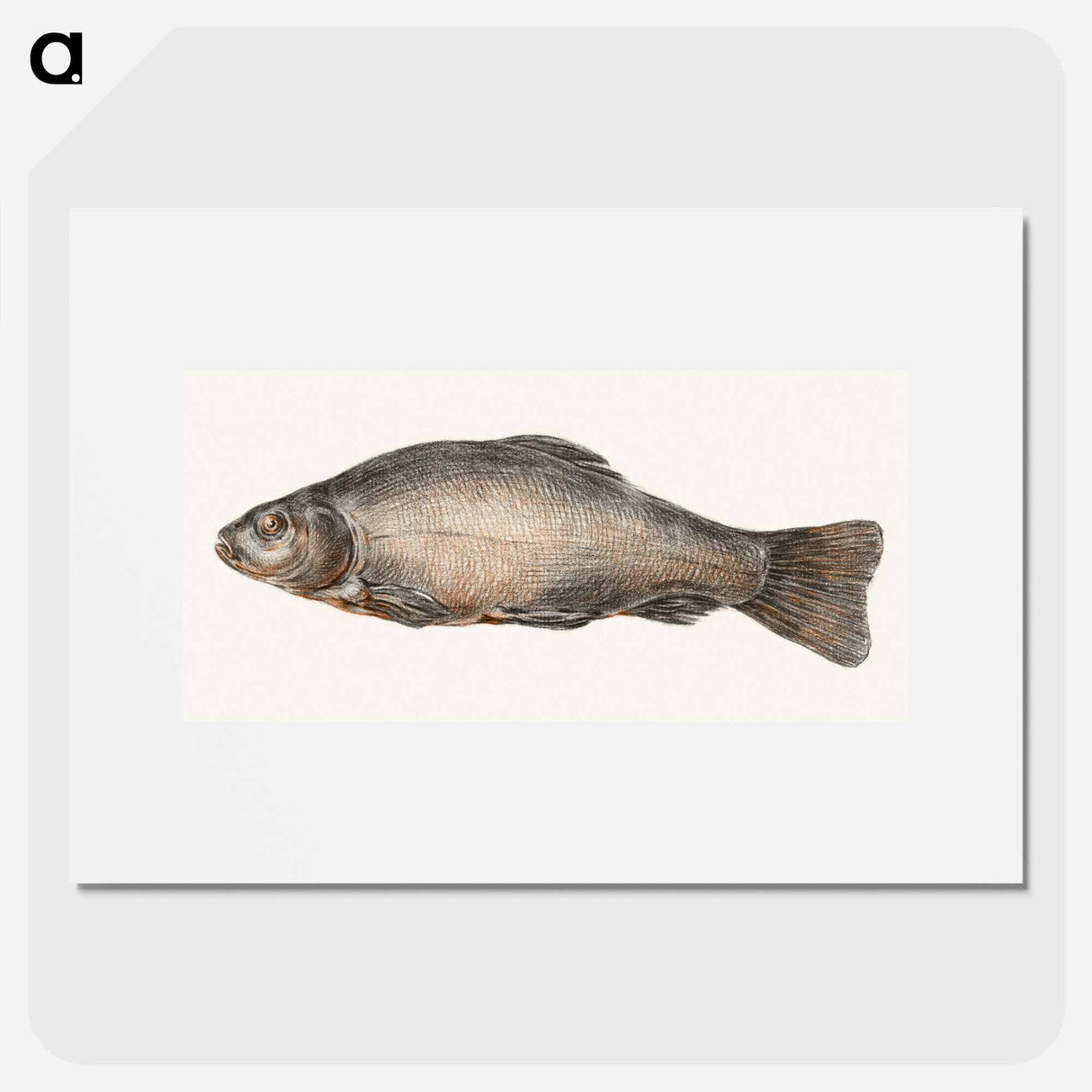 Fish - ジャン ベルナール Poster.