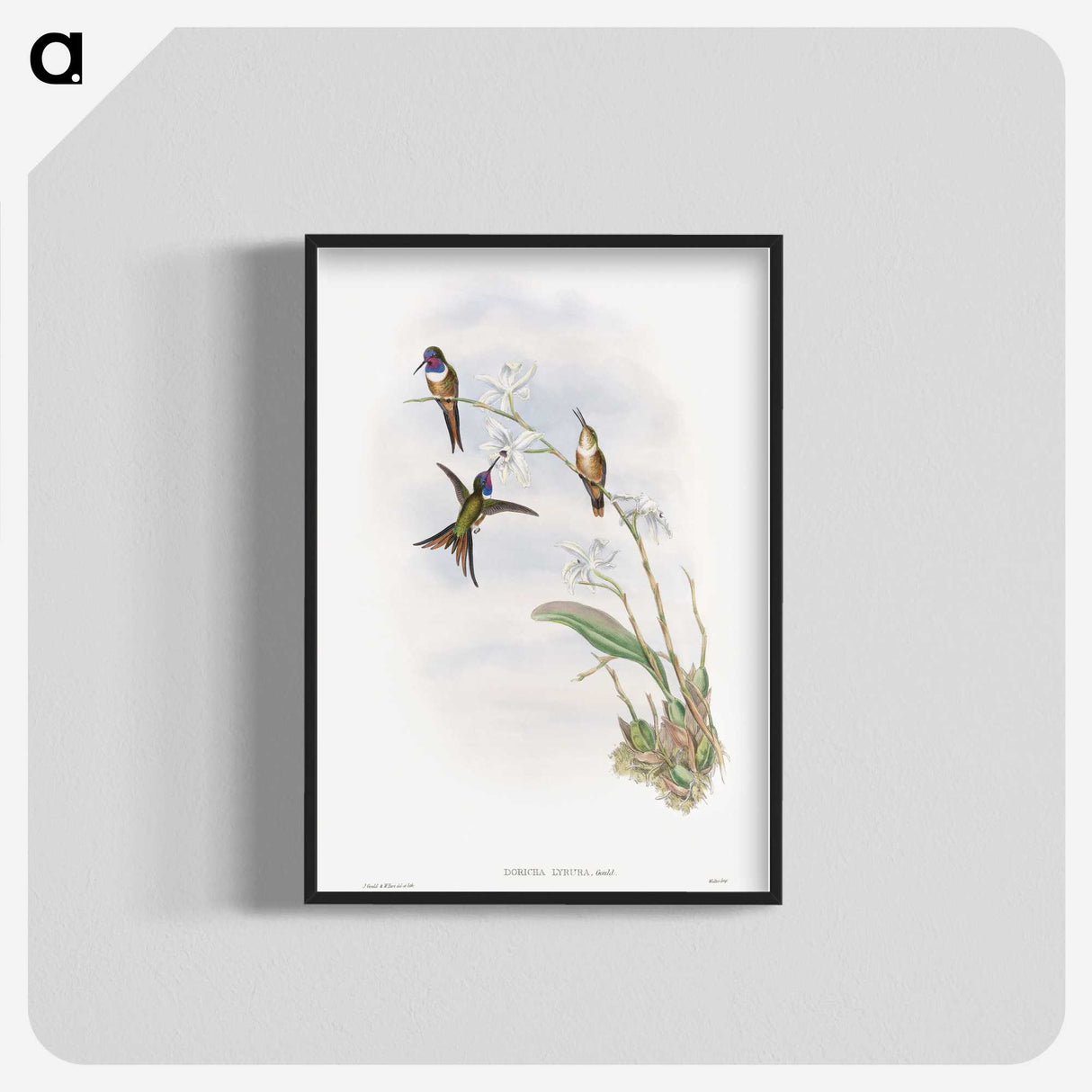 1-31_John-Gould_blk-crop