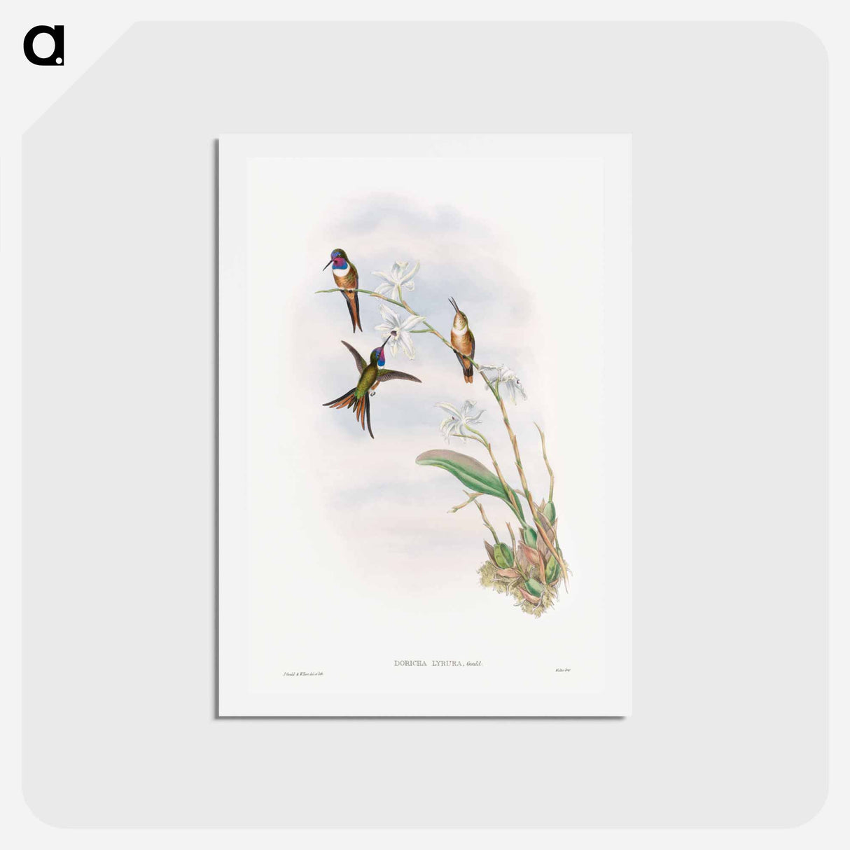 アートポストカード-The Family of Hummingbirds
- ジョン グールド Postcard.