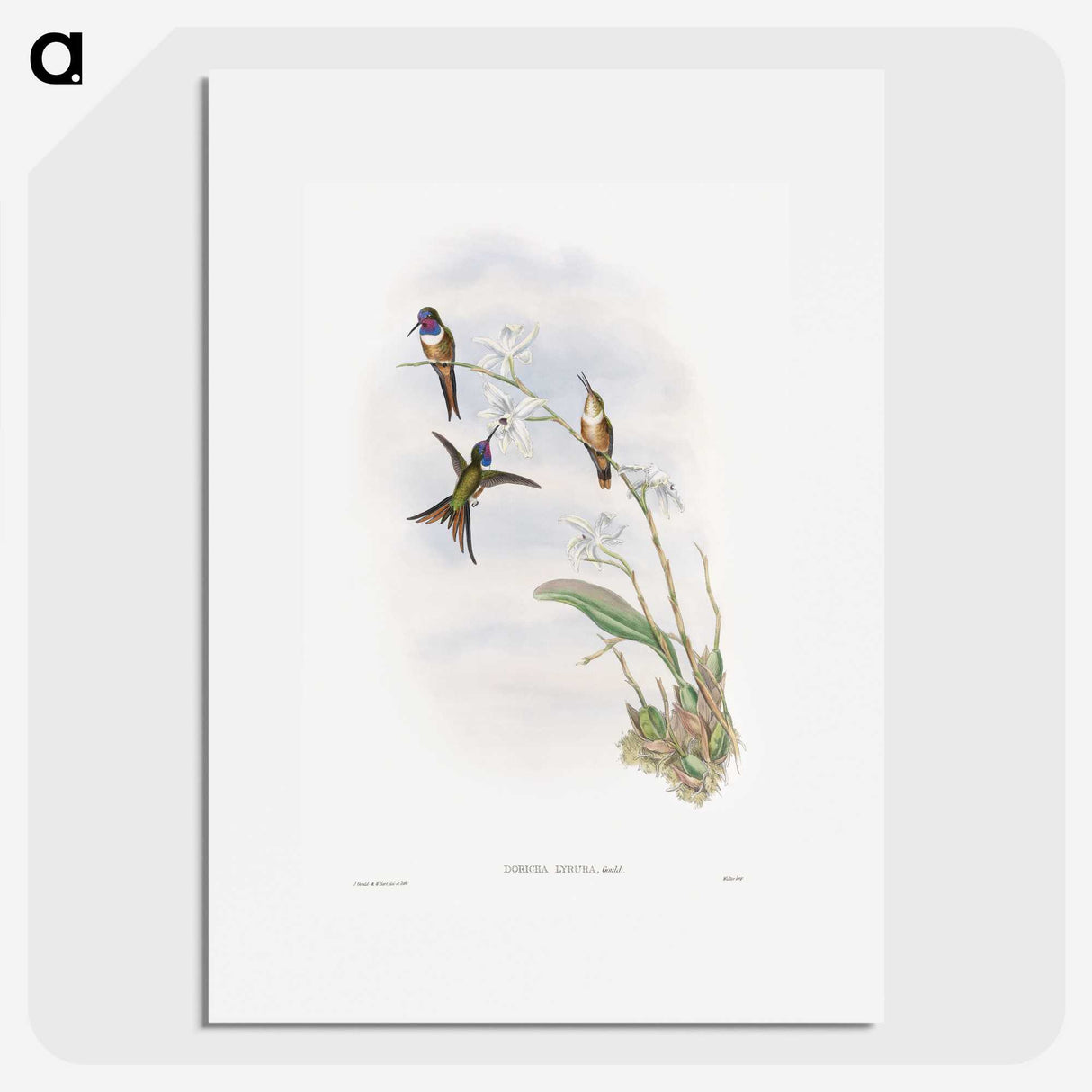 1-31_John-Gould_picture