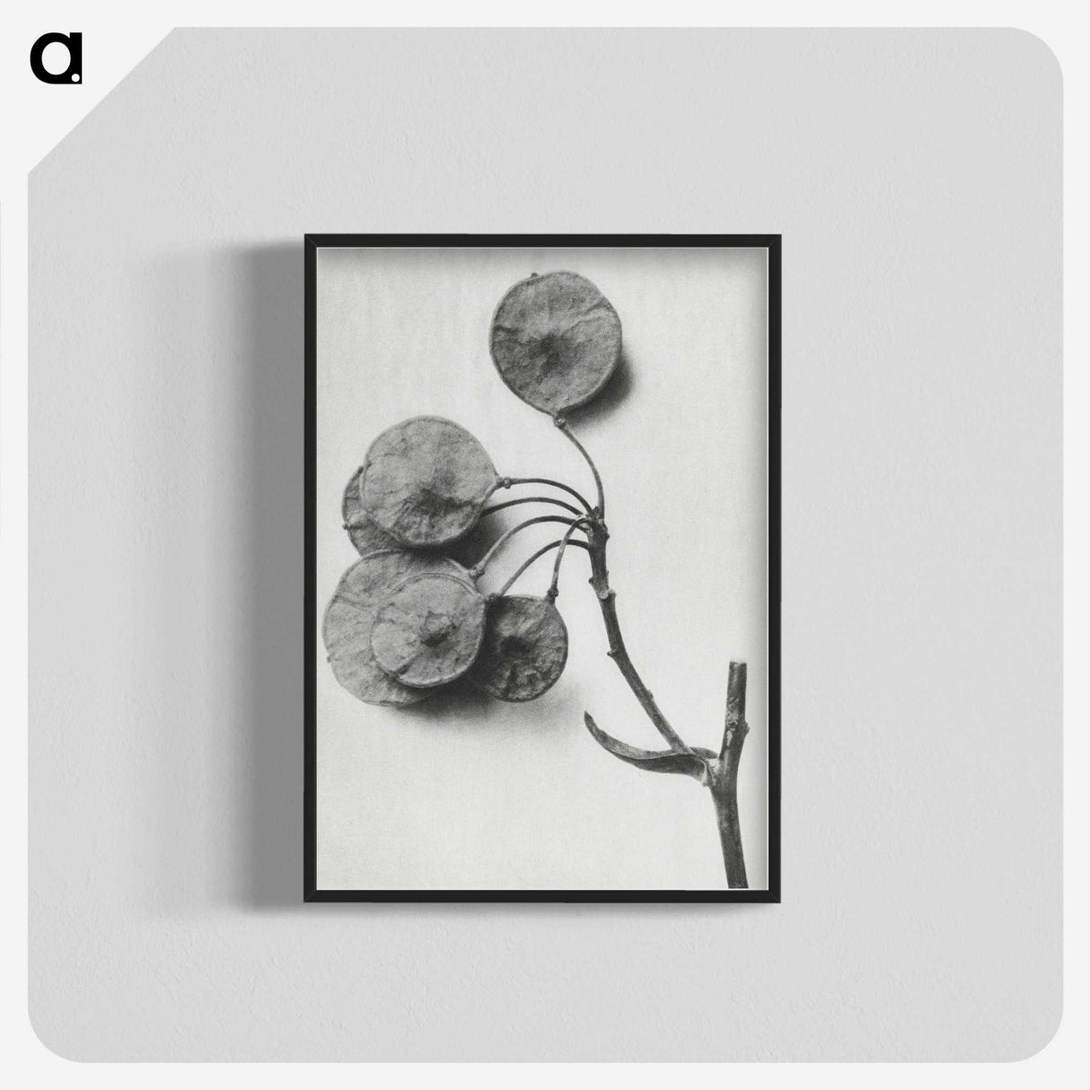 1-31_Karl-Blossfeldt_blk-crop