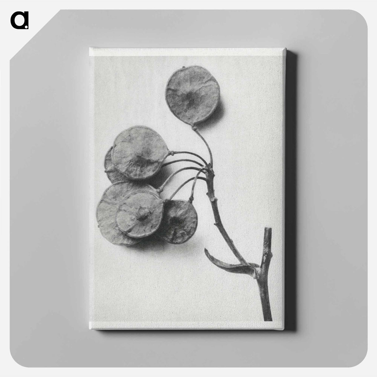 Ptelea Trifoliata (Common Hoptree) - カール ブロスフェルト Canvas.