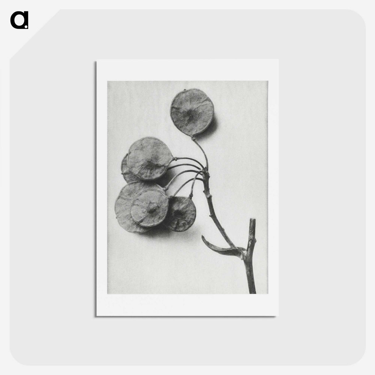 1-31_Karl-Blossfeldt_hagaki