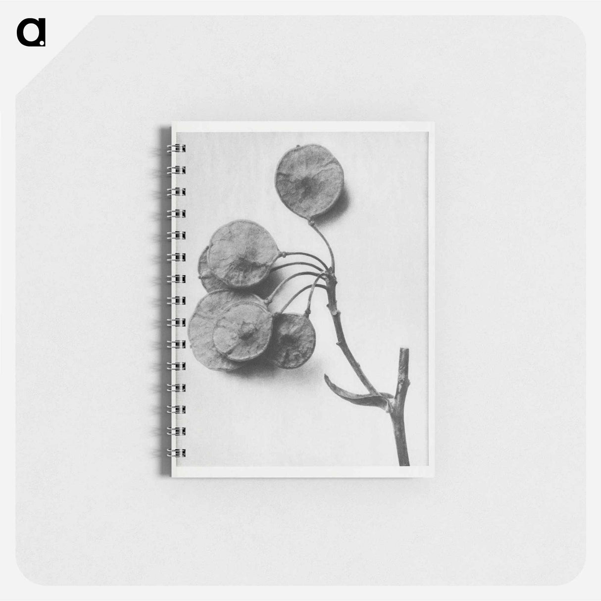 Ptelea Trifoliata (Common Hoptree) - カール ブロスフェルト Memo.