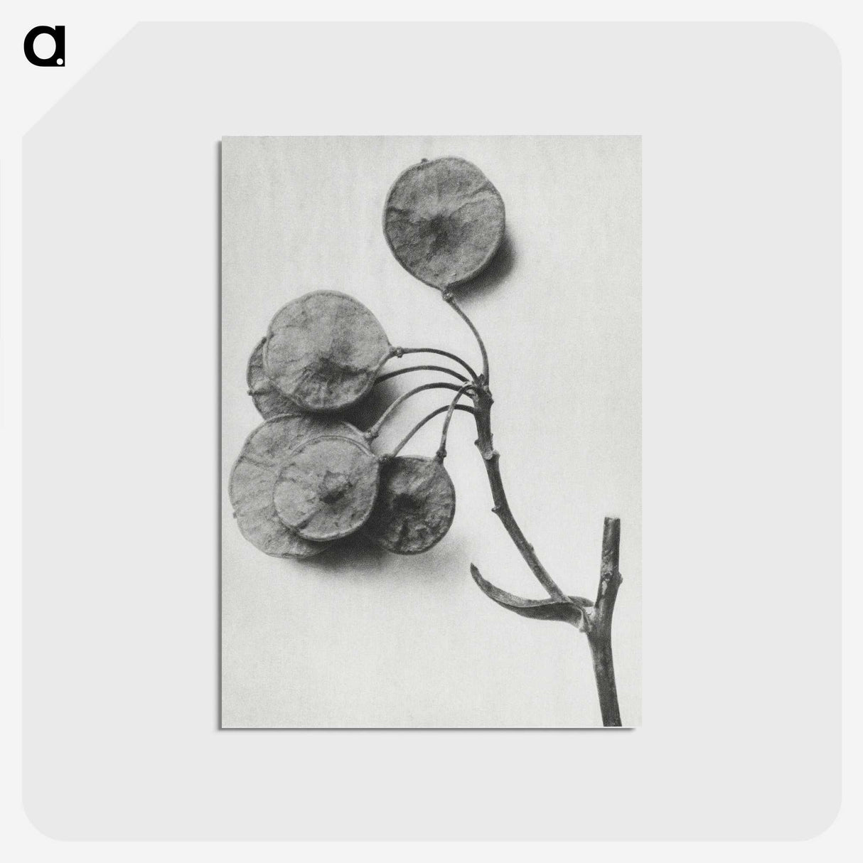 1-31_Karl-Blossfeldt_postcard