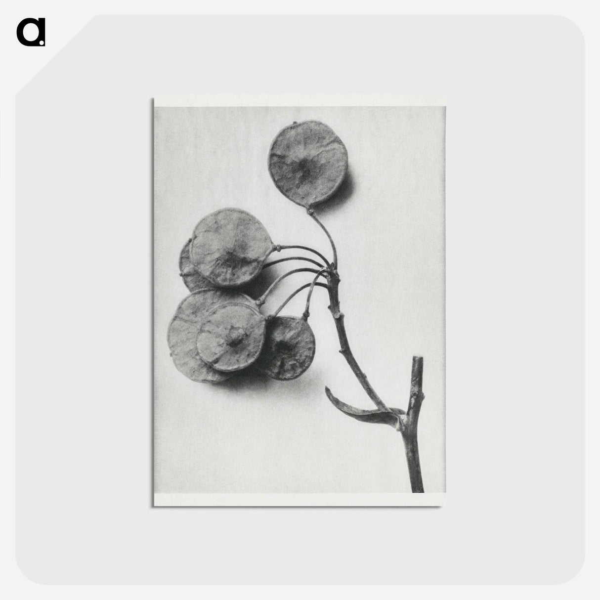 アートポストカード-Ptelea Trifoliata (Common Hoptree) - カール ブロスフェルト Postcard.