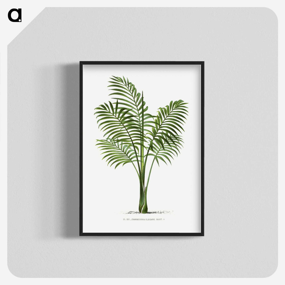 1-31_Les-Palmiers-Histoire-Iconographique_blk-crop