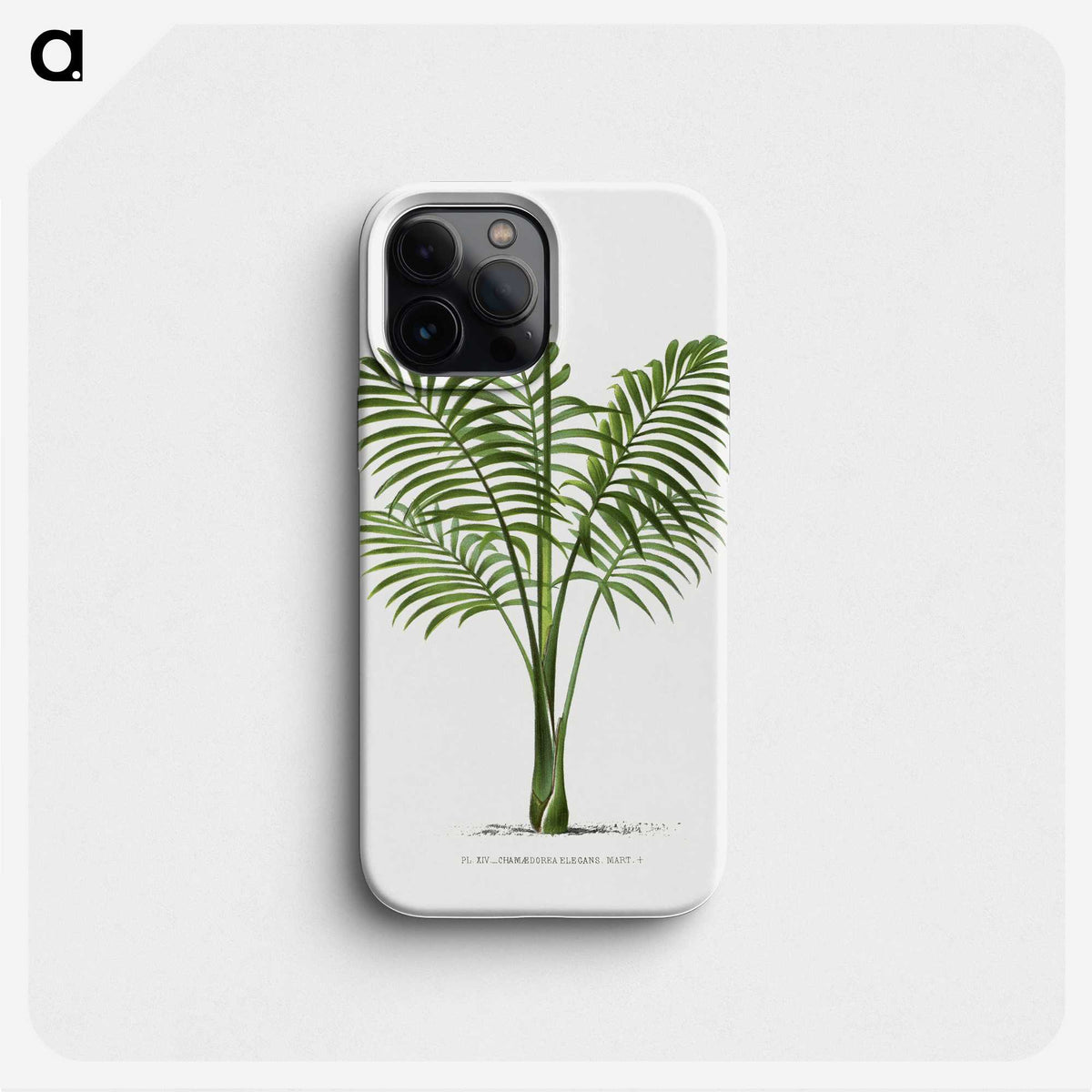 1-31_Les-Palmiers-Histoire-Iconographique_phone