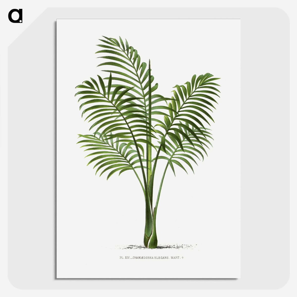 1-31_Les-Palmiers-Histoire-Iconographique_picture-crop