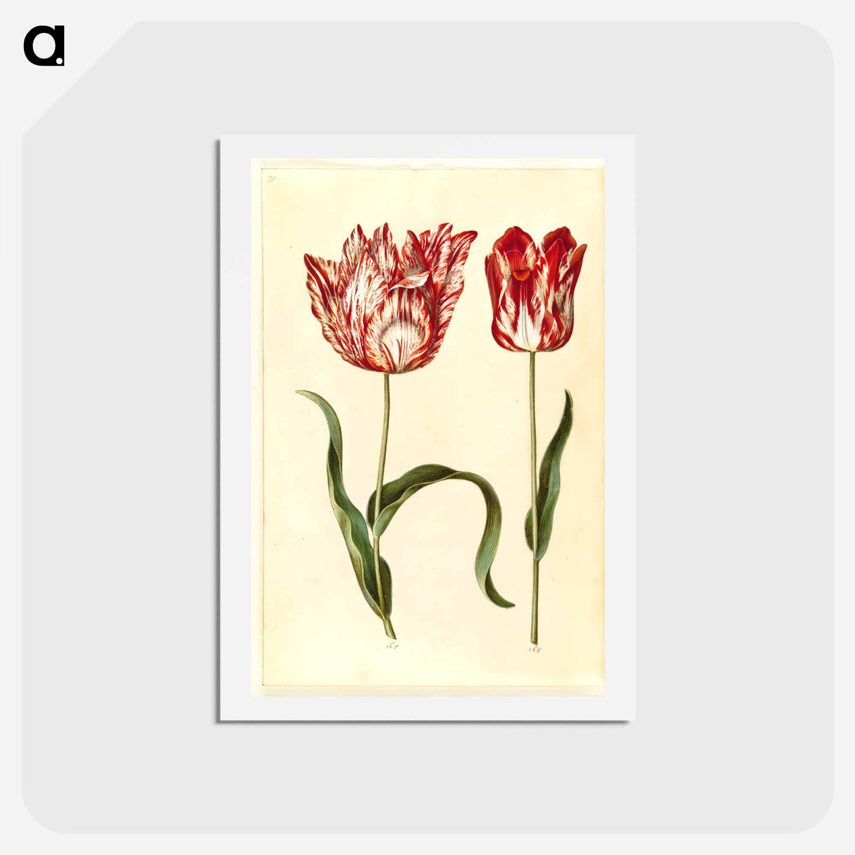 アートポストカード-Tulipa gesneriana
- マリア ジビーラ メーリアン Postcard.