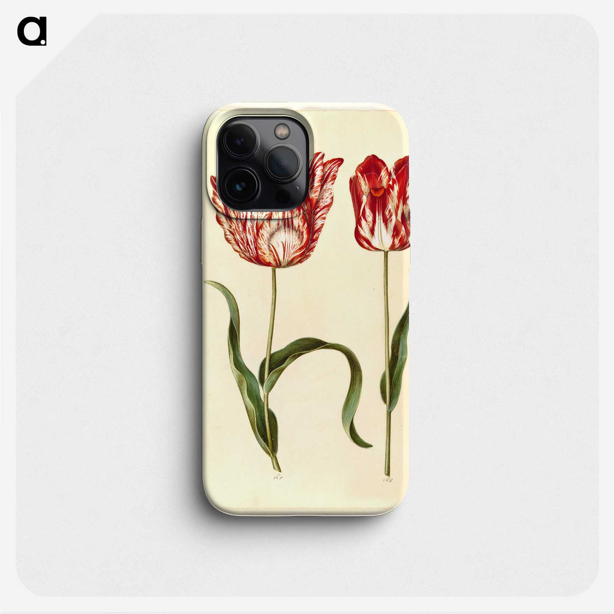 1-31_Maria-Sibylla-Merian_phone