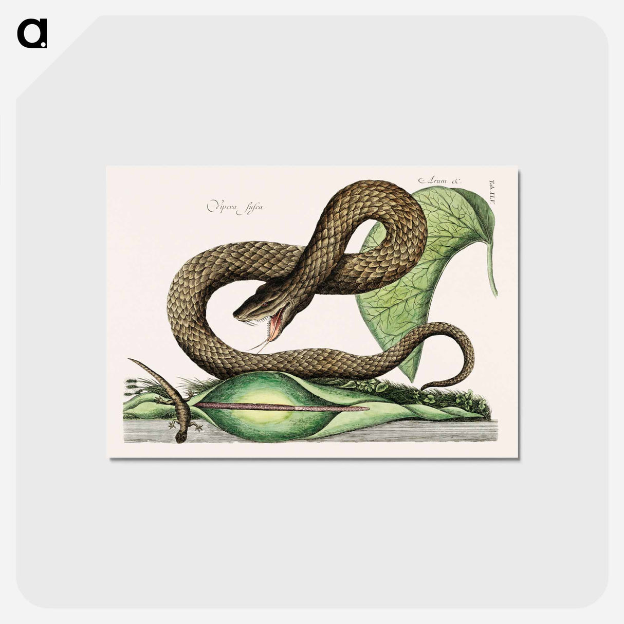 アートポストカード-Brown Viper
- マーク ケイツビー Postcard.