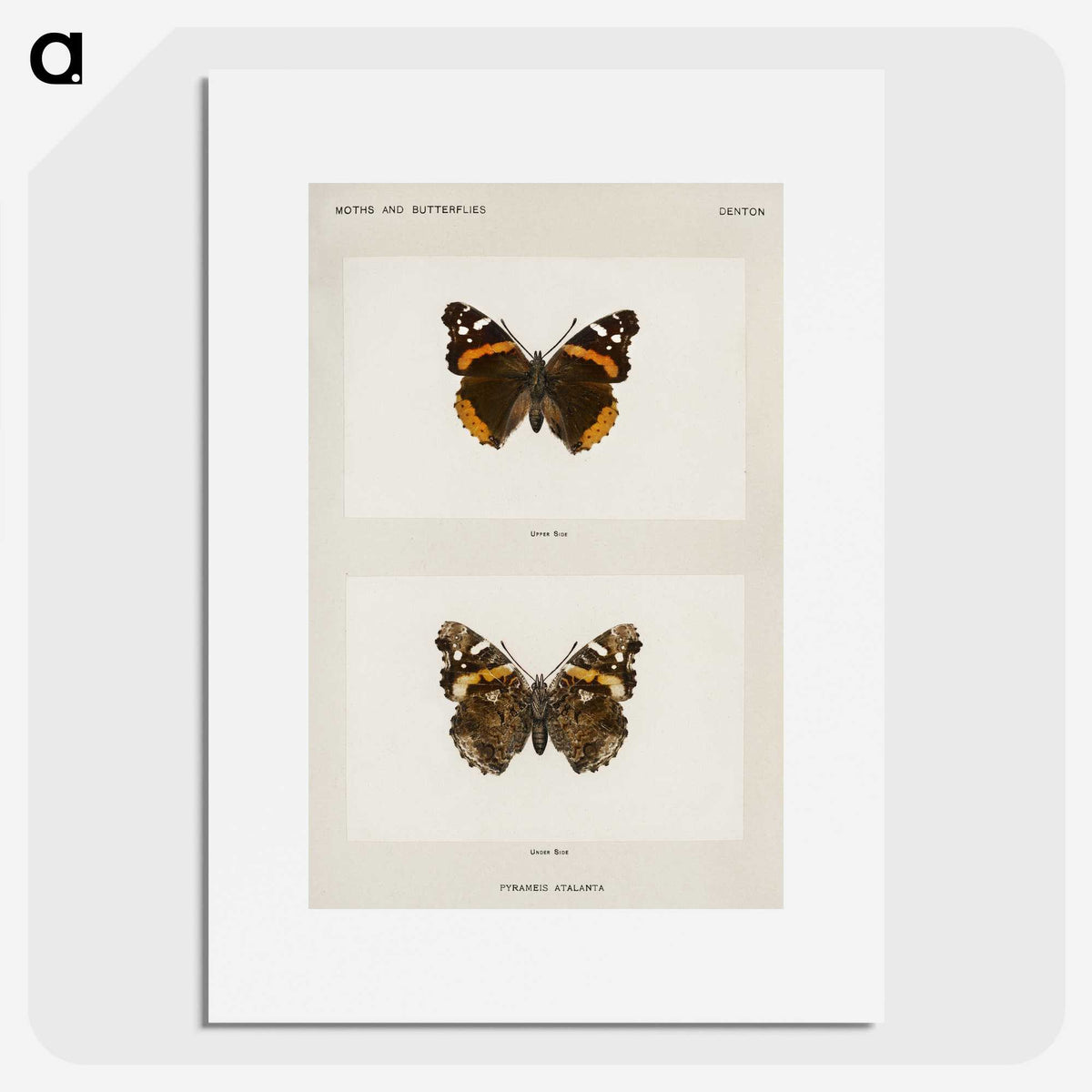 1-31_Moths-and-Butterflies-of-the-United-States_picture