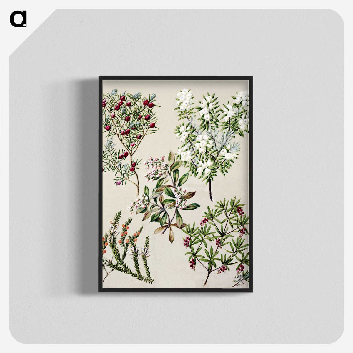 1-31_Native-Flowering-Plants-of-New-Zealand_blk-crop