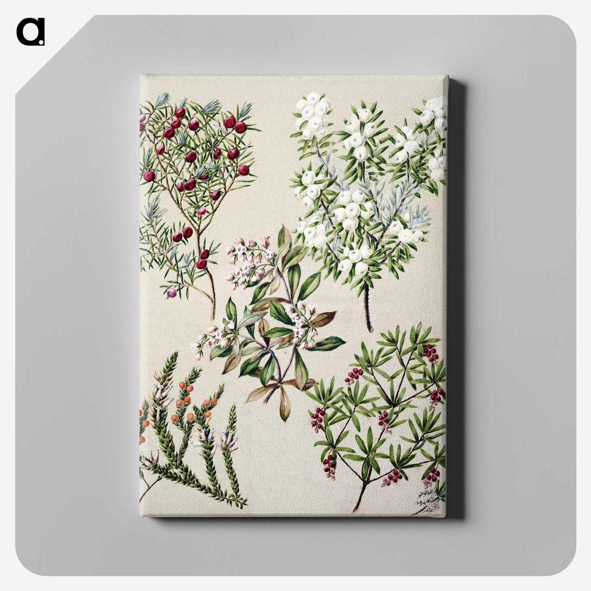 1-31_Native-Flowering-Plants-of-New-Zealand_canvas