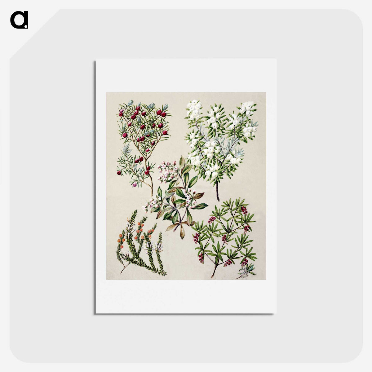 1-31_Native-Flowering-Plants-of-New-Zealand_hagaki