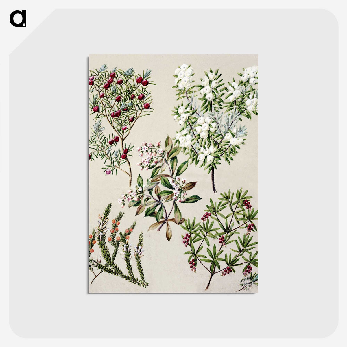 1-31_Native-Flowering-Plants-of-New-Zealand_postcard