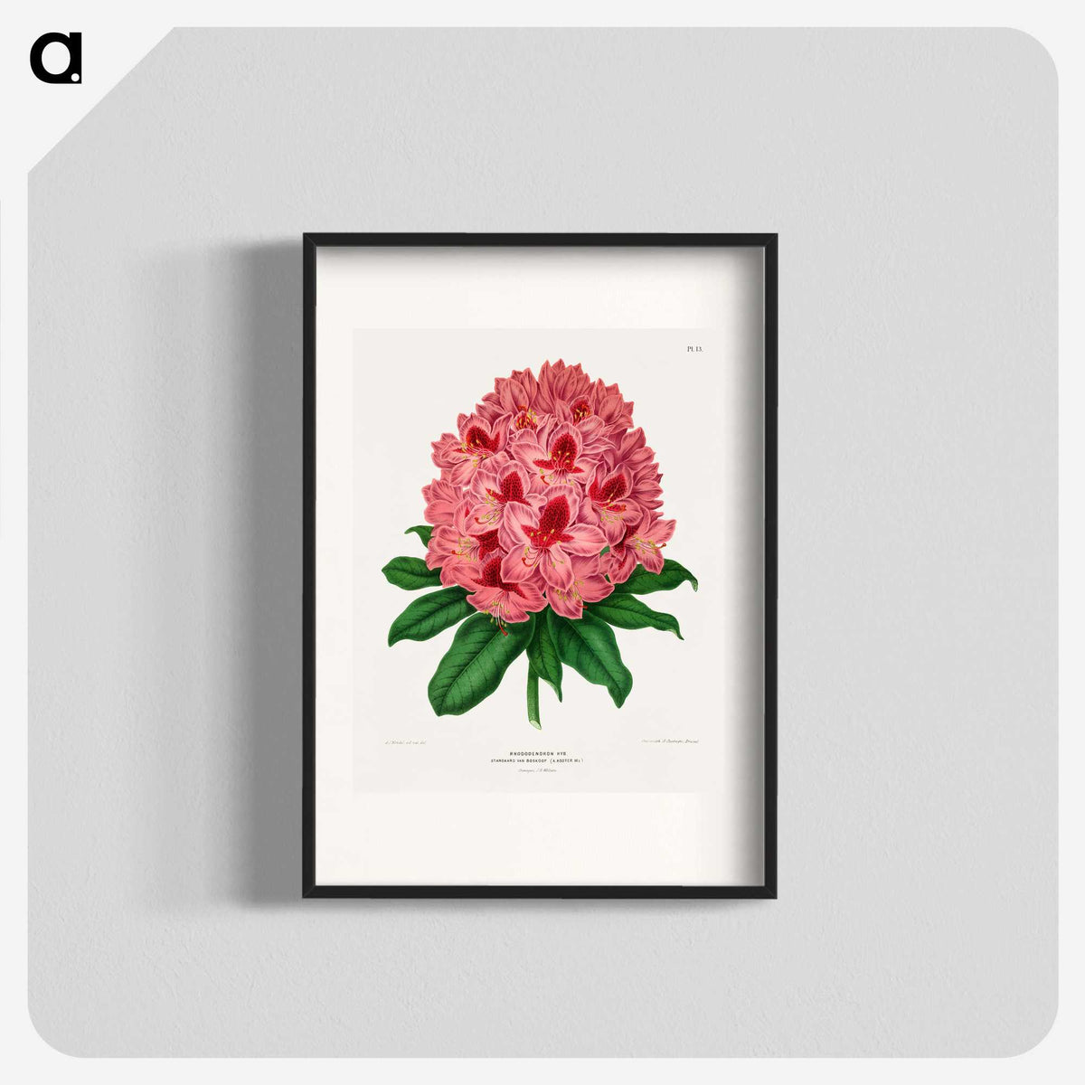 1-31_Nederlandsche-Flora-en-Pomona_blk