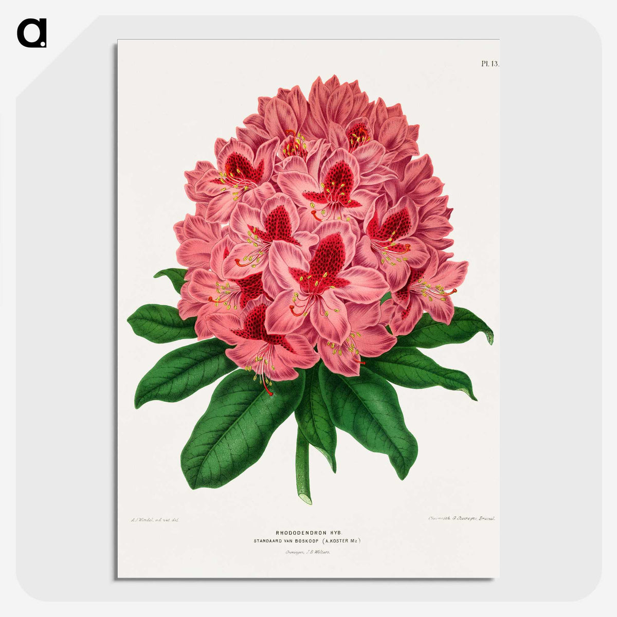 1-31_Nederlandsche-Flora-en-Pomona_picture-crop