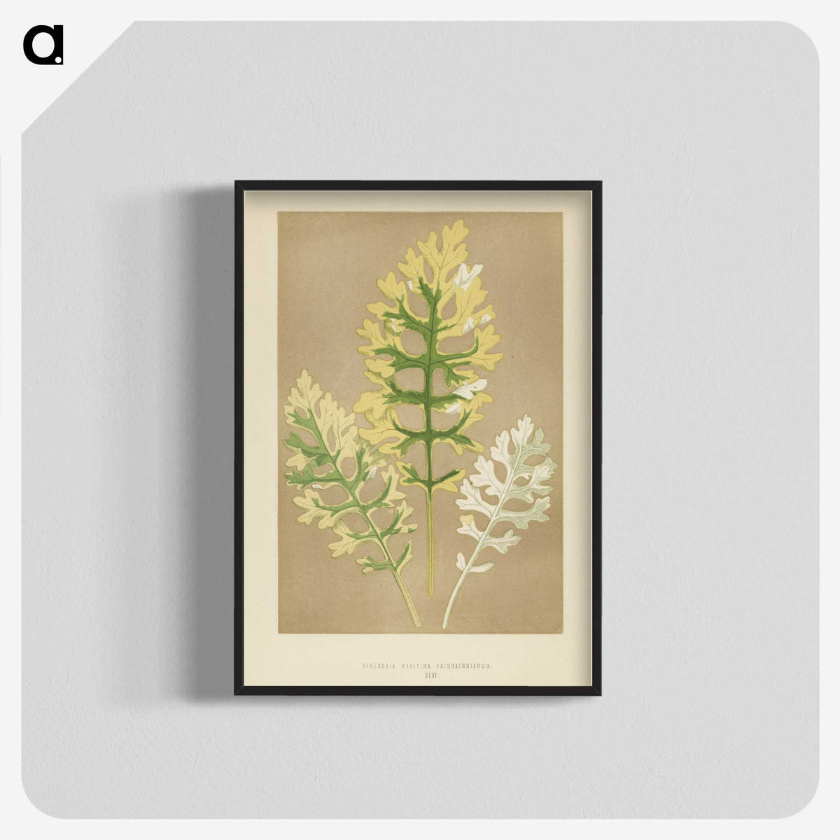 1-31_New-and-Rare-Beautiful-Leaved-Plants_blk-crop