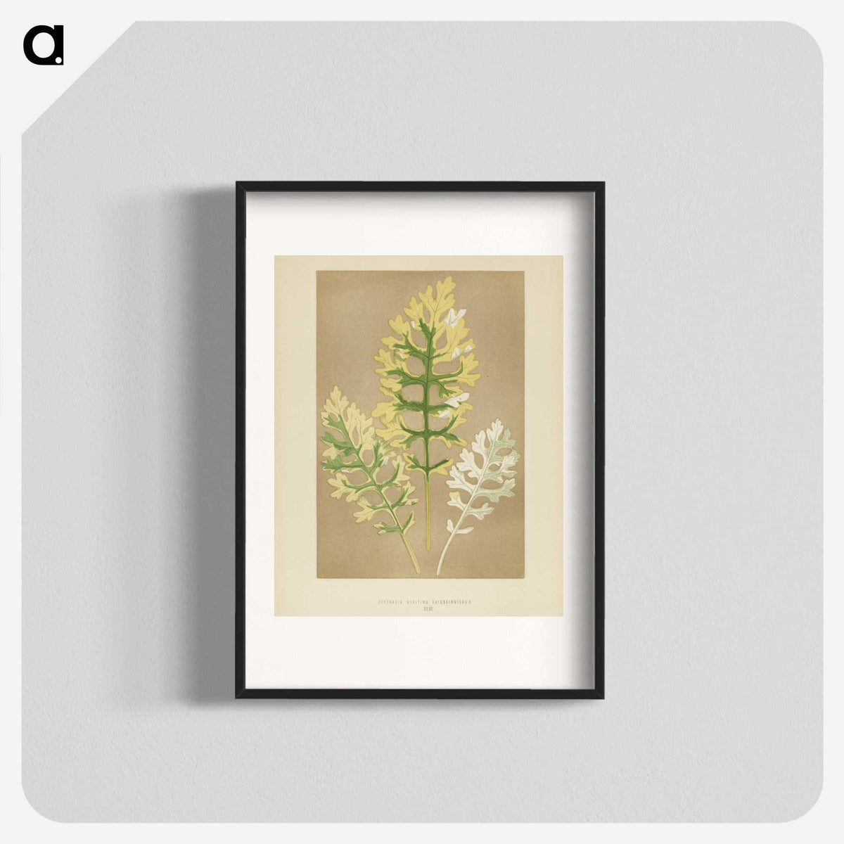 1-31_New-and-Rare-Beautiful-Leaved-Plants_blk