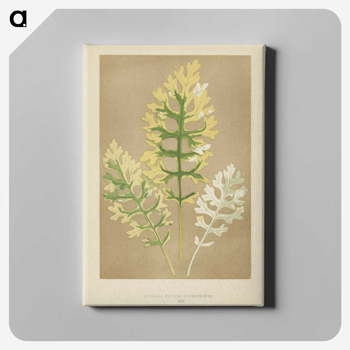 1-31_New-and-Rare-Beautiful-Leaved-Plants_canvas