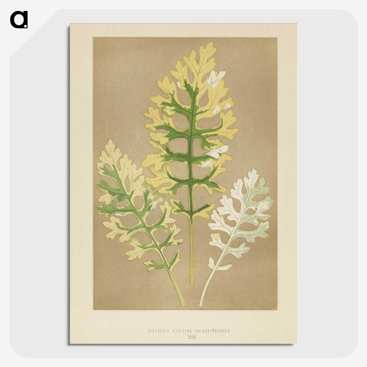 1-31_New-and-Rare-Beautiful-Leaved-Plants_picture-crop