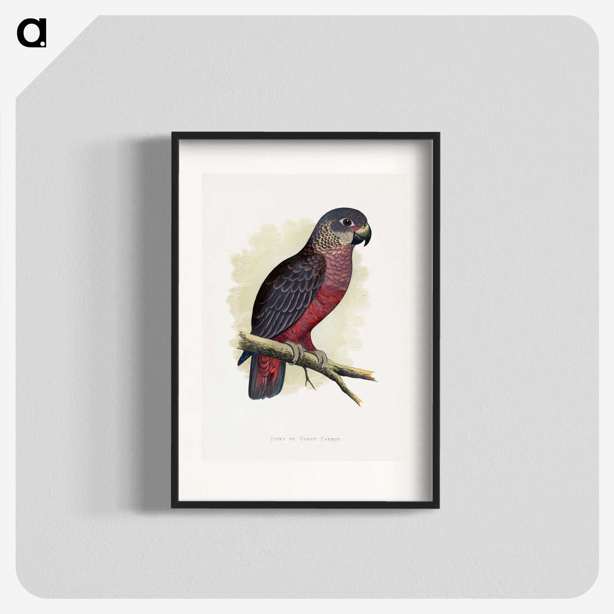 1-31_Parrots-in-Captivity_blk
