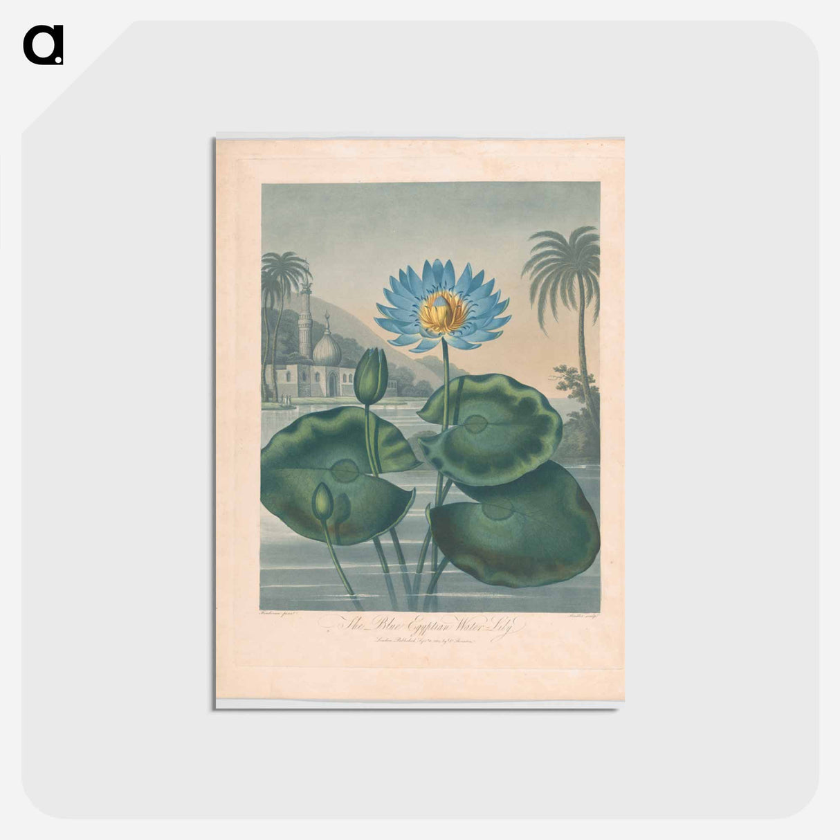 アートポストカード-The Blue Egyptian Water Lily
- ロバート ジョン ソーントン Postcard.