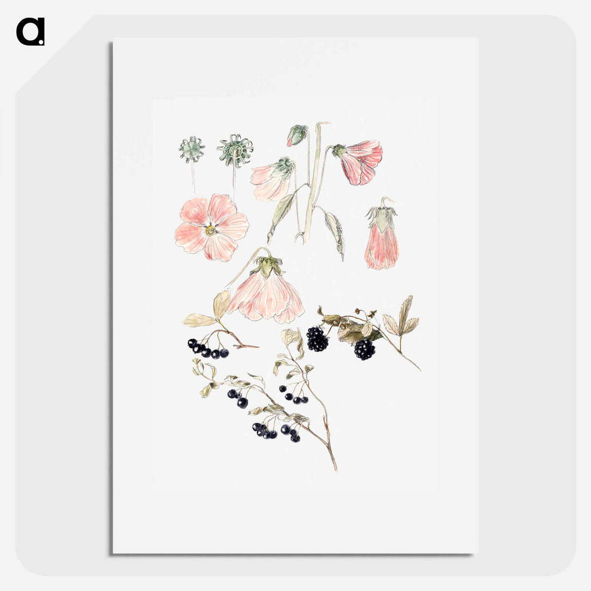 アートポスター-Botanical Detail Studies: Hollyhocks, Blueberries, and Blackberries - サミュエル コールマン Poster.
