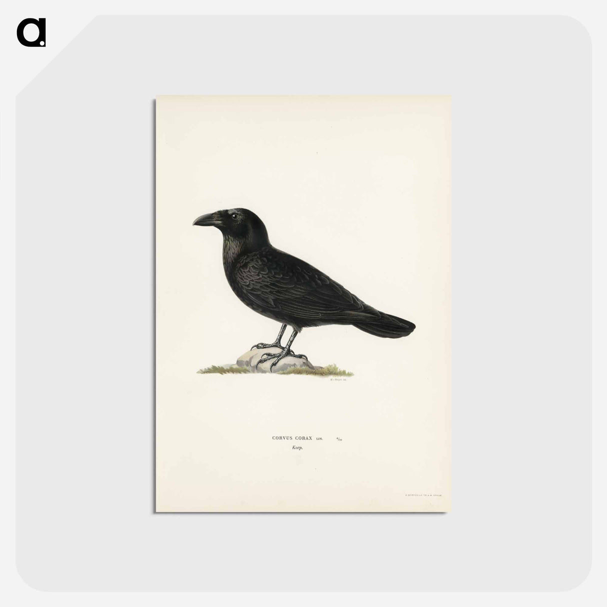 アートポストカード-Common Raven
- スヴェンスカ フォグラル Postcard.