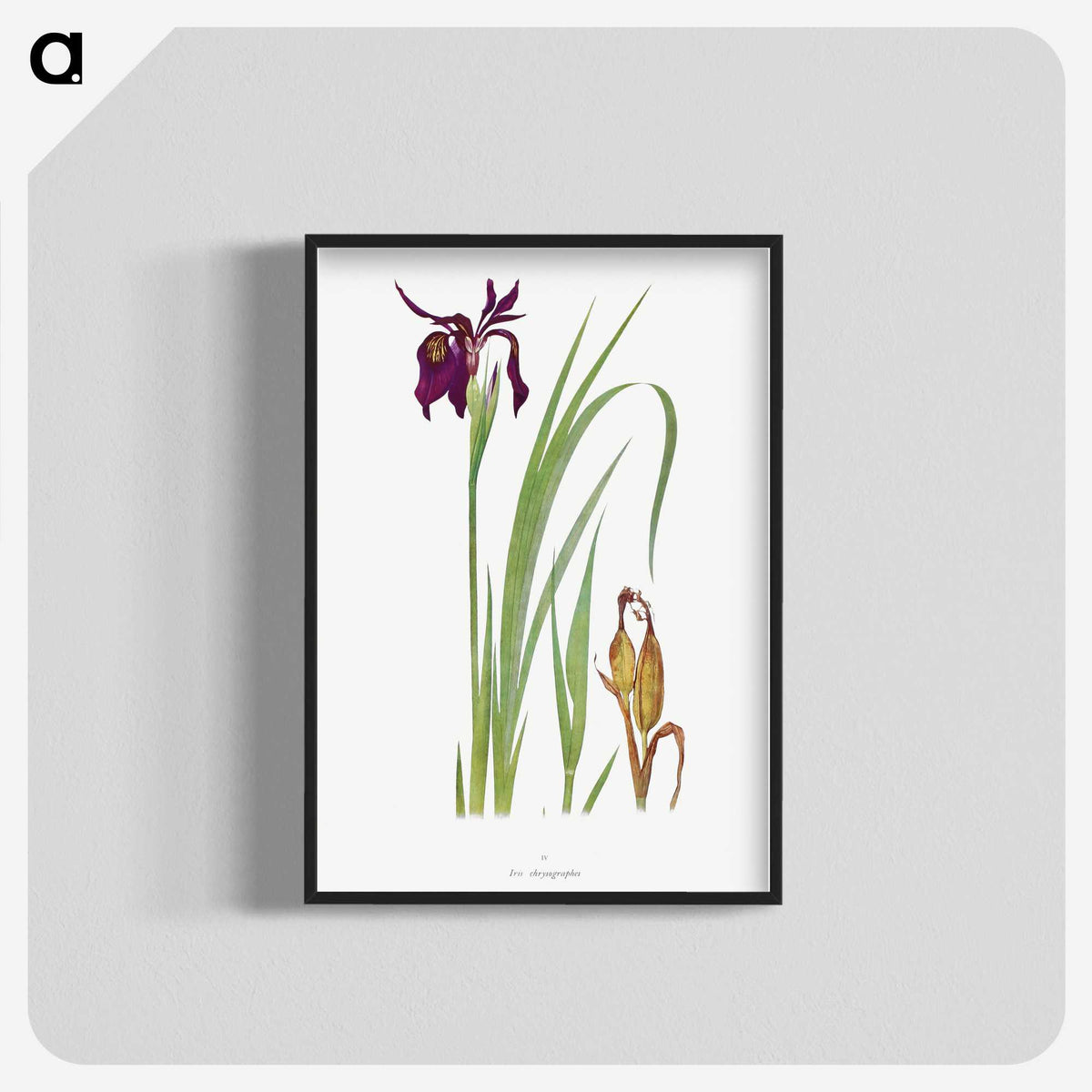 1-31_The-Genus-Iris_blk-crop