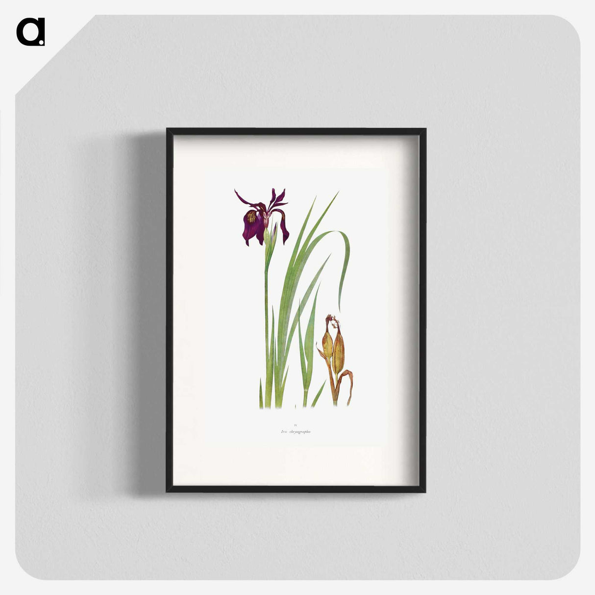 1-31_The-Genus-Iris_blk