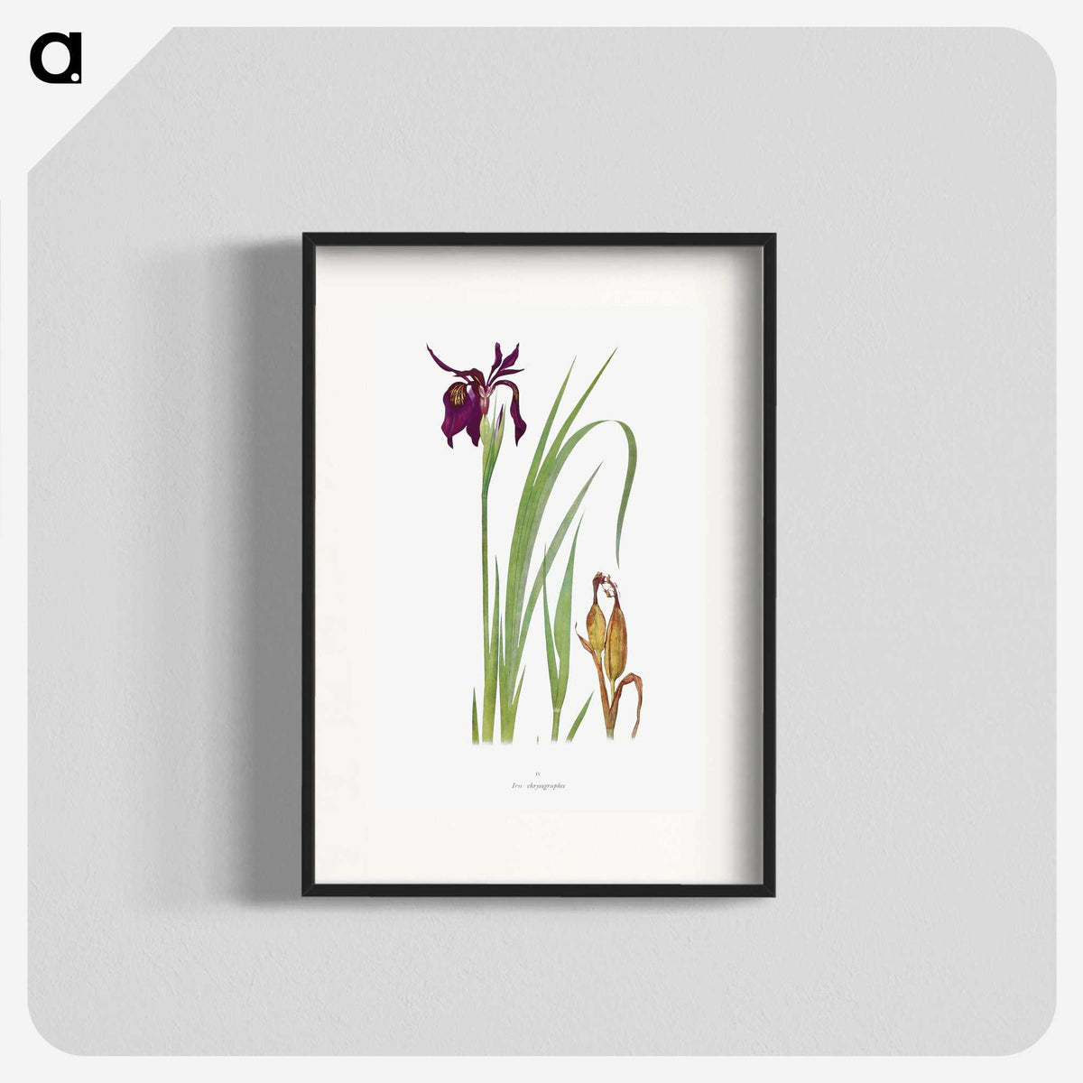1-31_The-Genus-Iris_blk