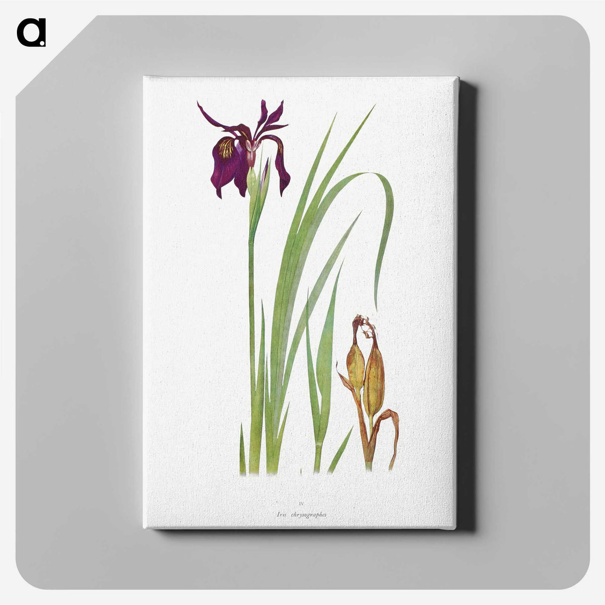 1-31_The-Genus-Iris_canvas