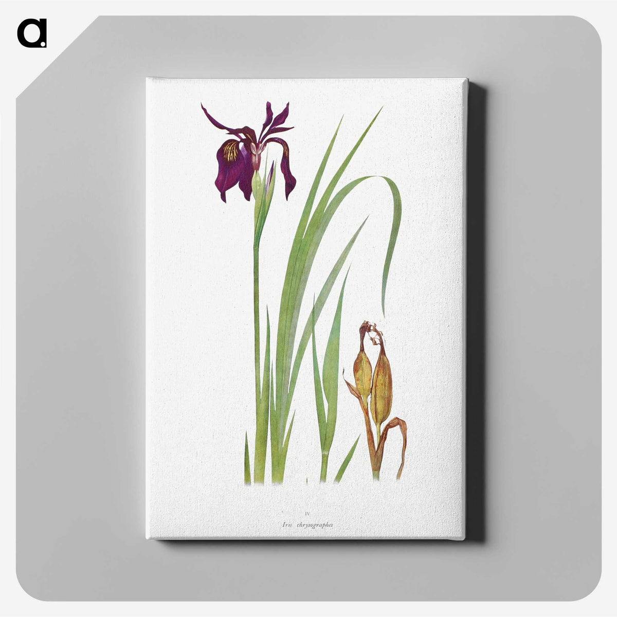 1-31_The-Genus-Iris_canvas