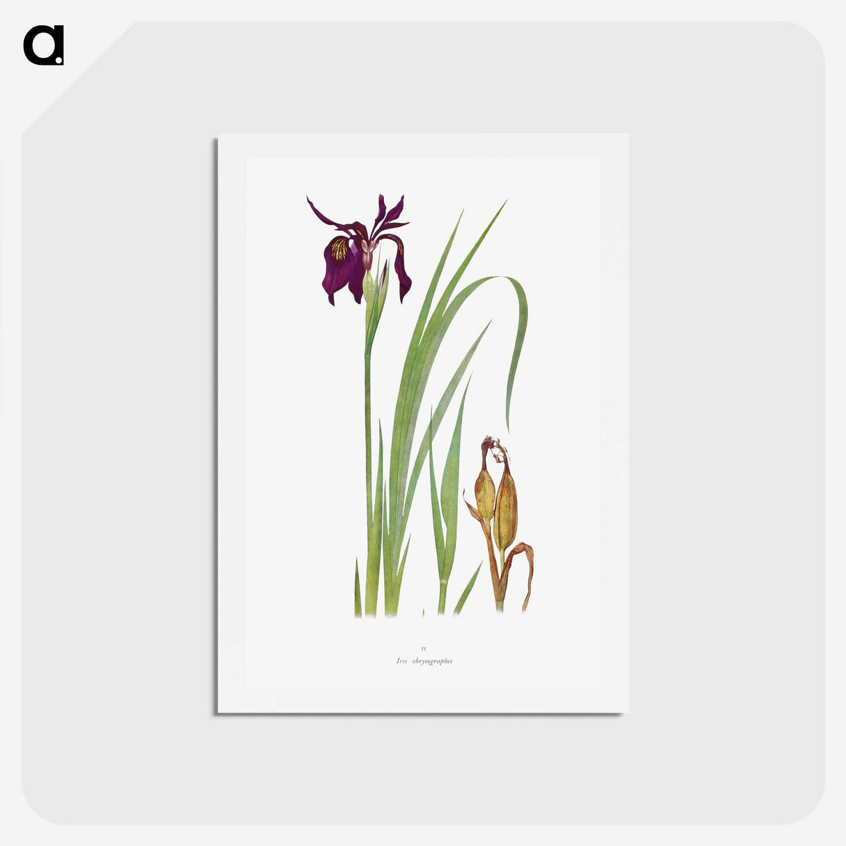 1-31_The-Genus-Iris_hagaki