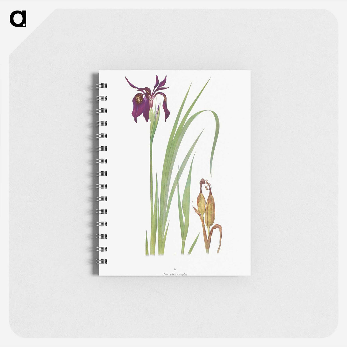 1-31_The-Genus-Iris_memo