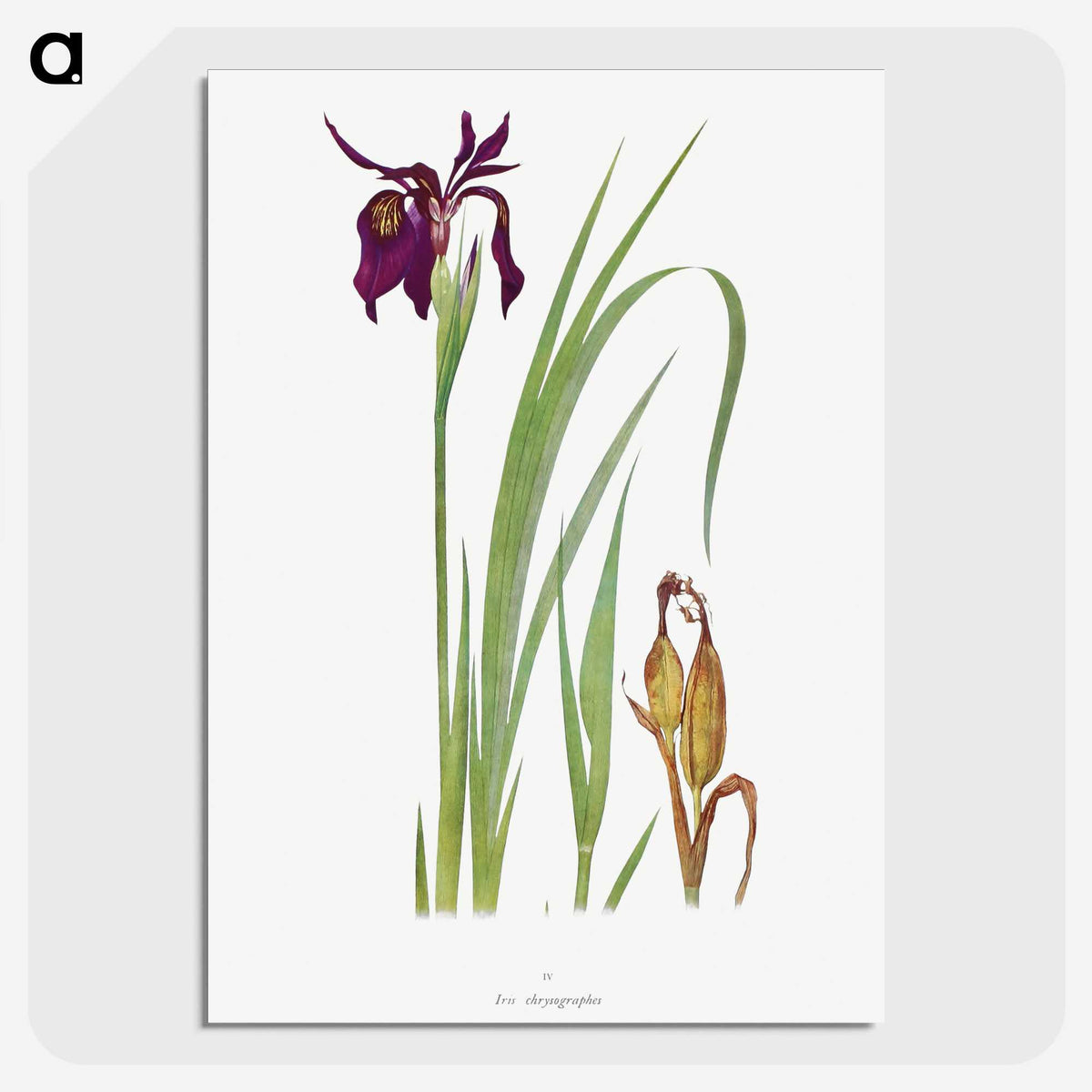 1-31_The-Genus-Iris_picture-crop