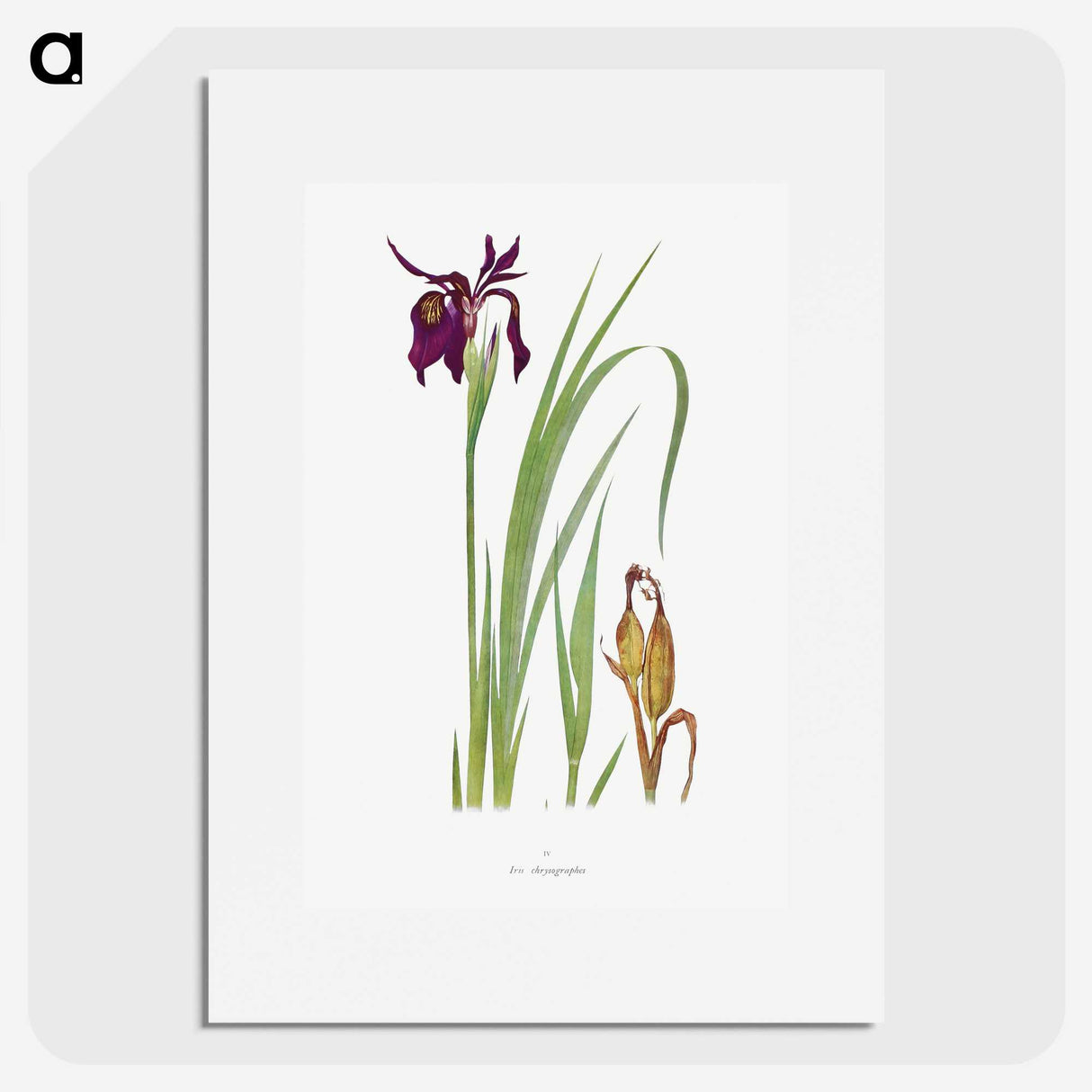 1-31_The-Genus-Iris_picture