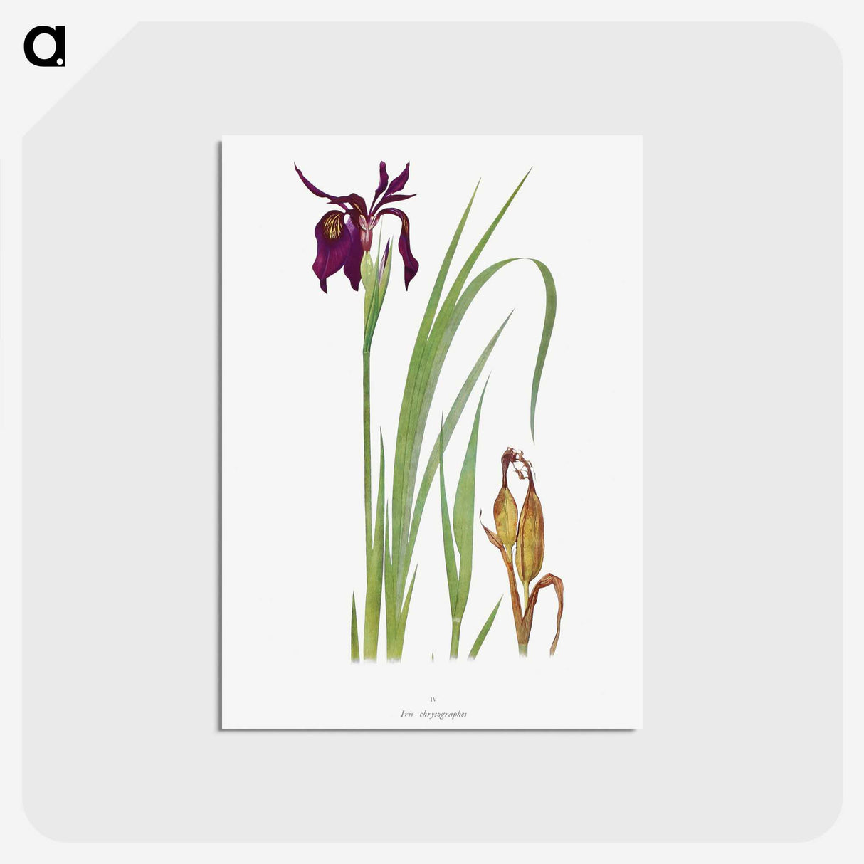 1-31_The-Genus-Iris_postcard