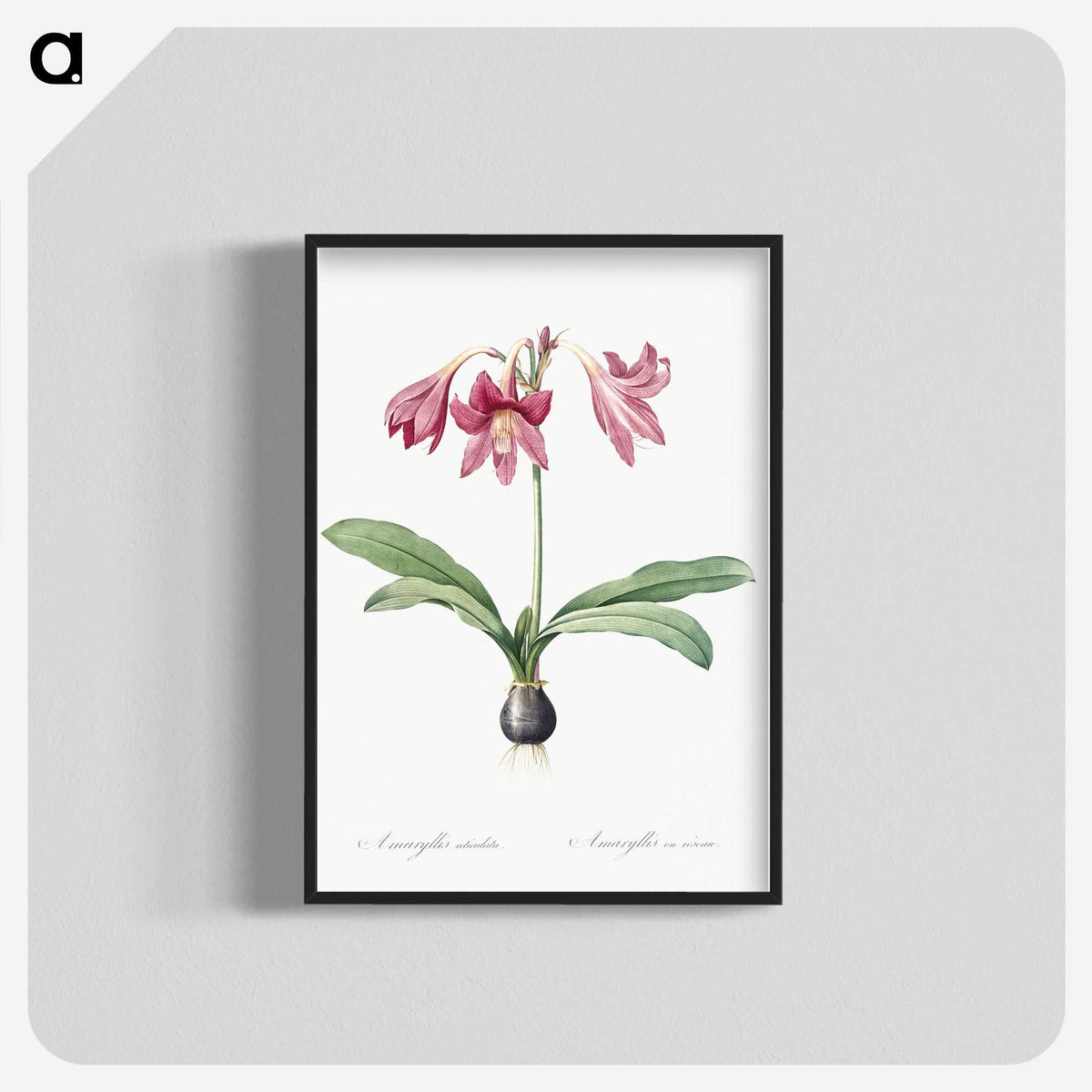 1-31_The-Lilies_blk-crop