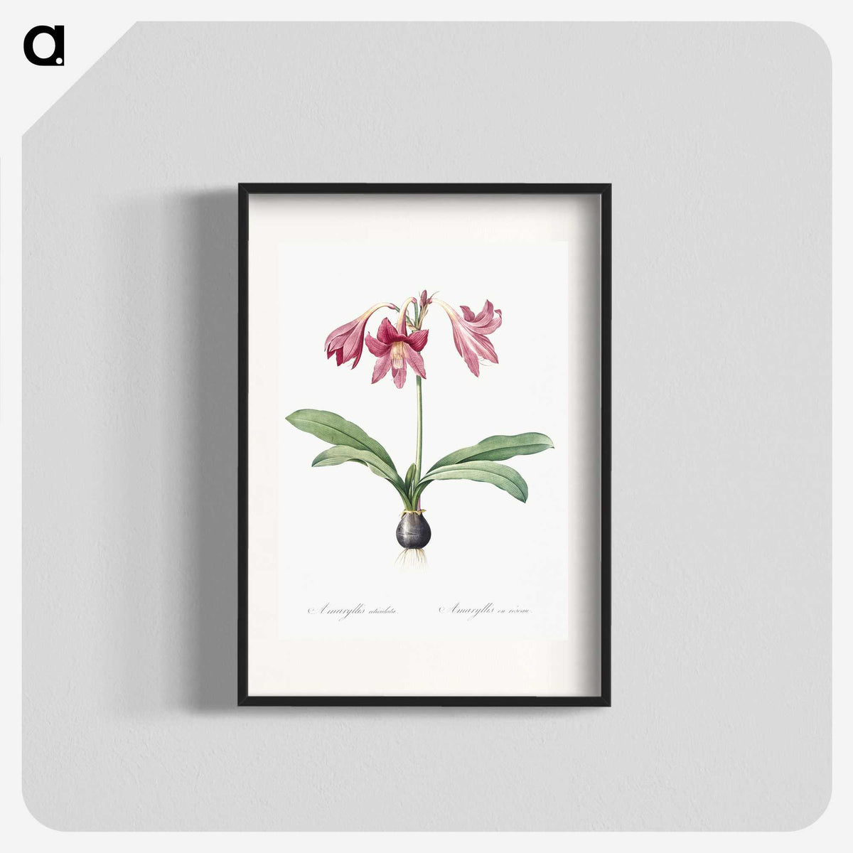 1-31_The-Lilies_blk
