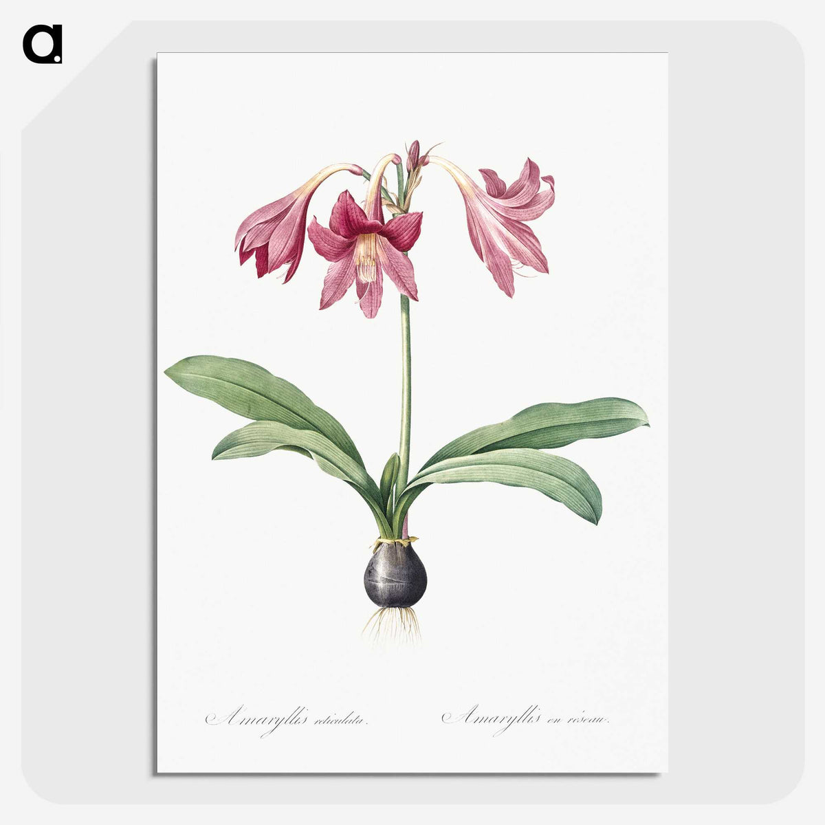 1-31_The-Lilies_picture-crop