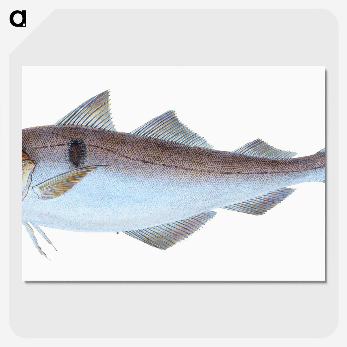 1-31_The-Natural-History-of-British-Fishes_picture-crop