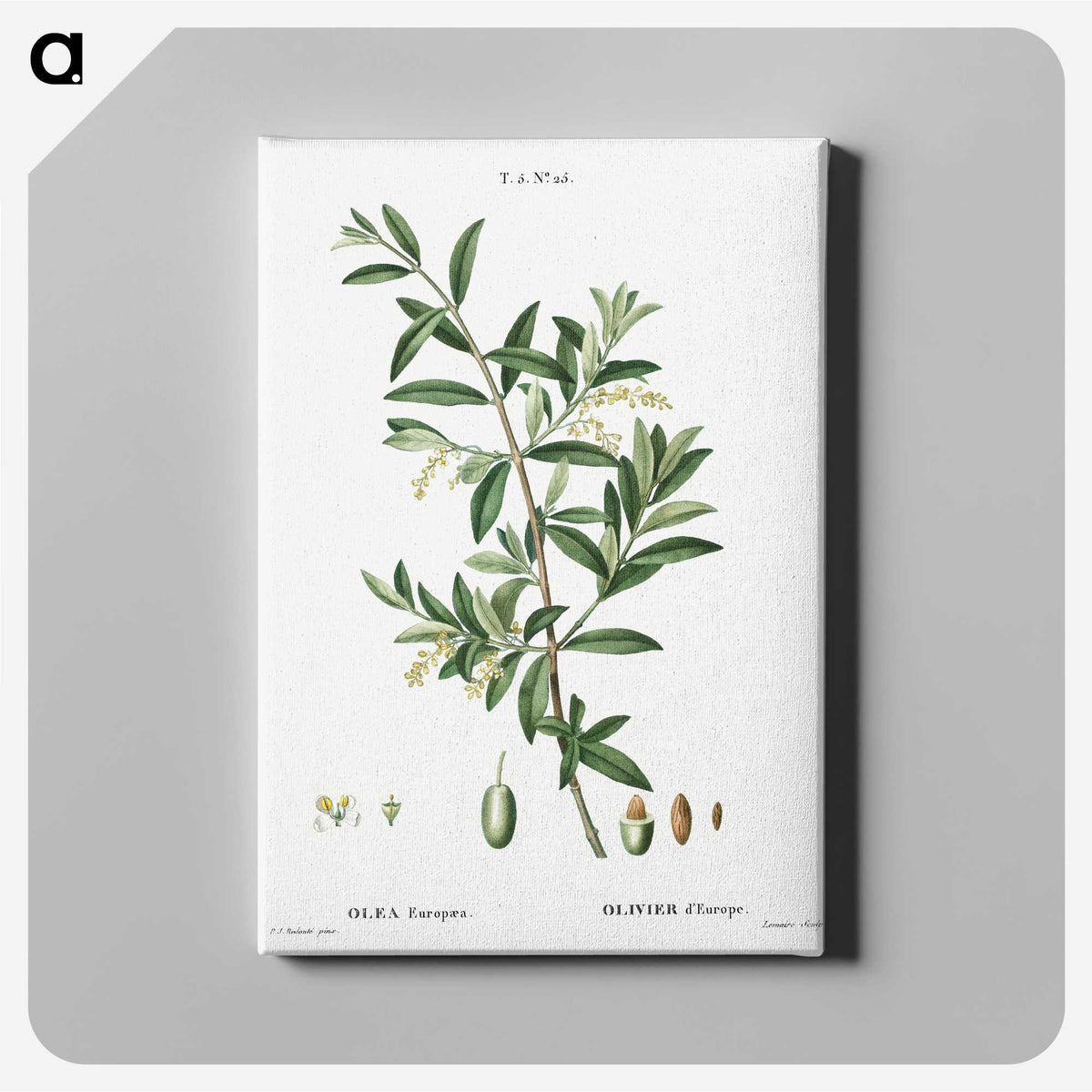 1-31_Treatise-on-Trees-and-Shrubs_canvas