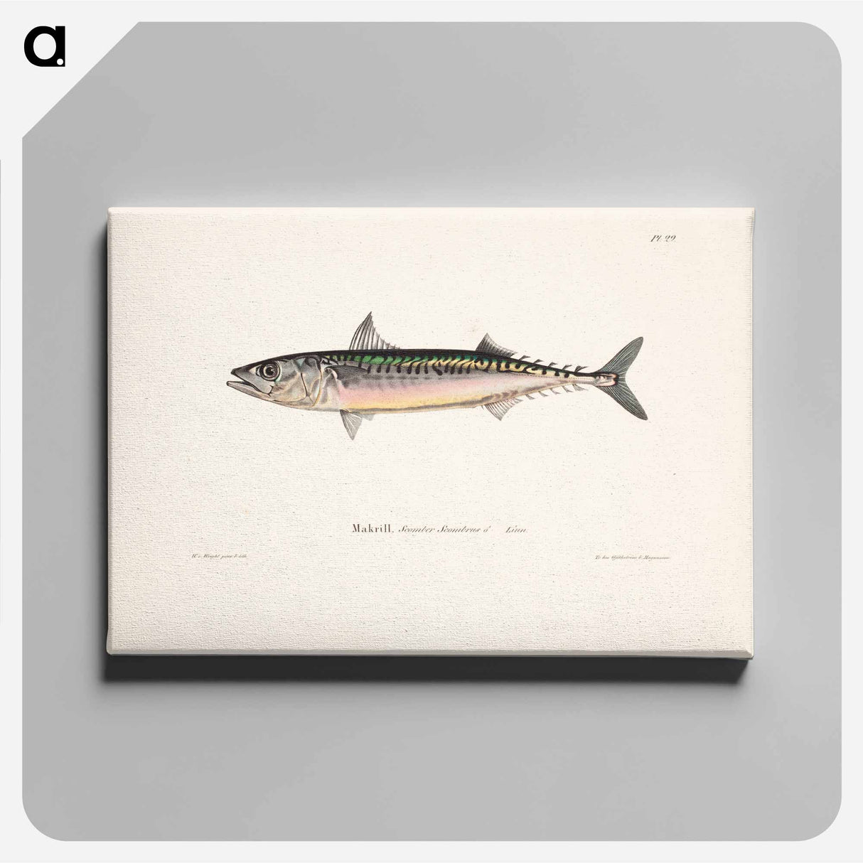 Mackerel, male - Wilhelm von Wright Canvas.