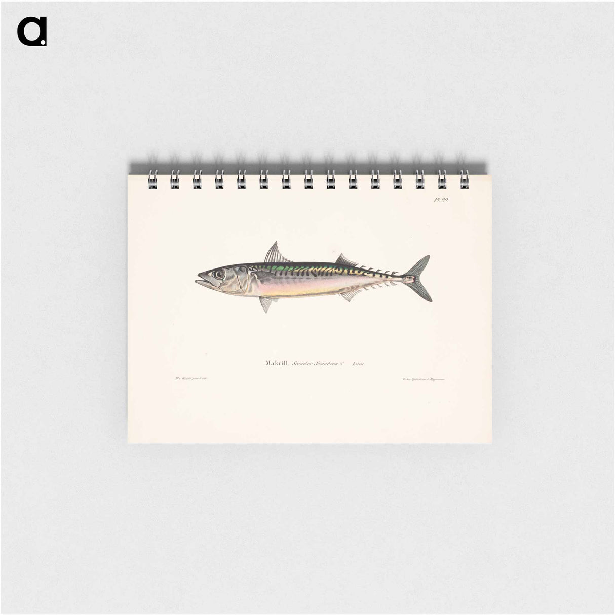 Mackerel, male - ヴィルヘルム フォン ライト Memo.