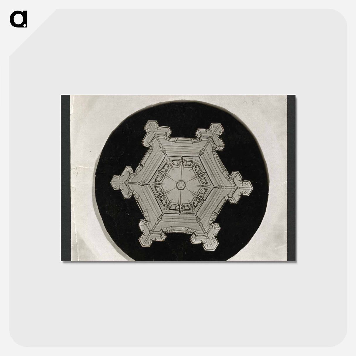 アートポストカード-Wilson Bentley Photomicrograph of Stellar Snowflake No. 382 - ウィルソン ベントレー Postcard.