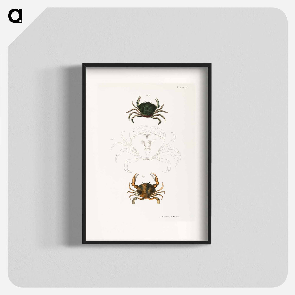 Littoral crab (Carcinus moenas) 7. Lady crab (Platyonichus ocellatus) illustration from Zoology of New York by - ニューヨークの動物学 Poster.